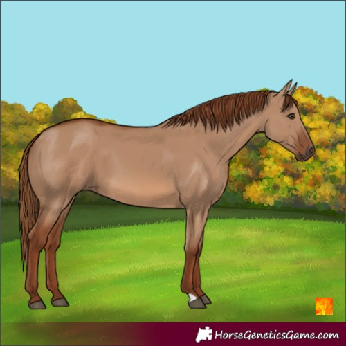 Horse Color:Red Dun 