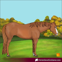 Horse Color:Chestnut Splash 