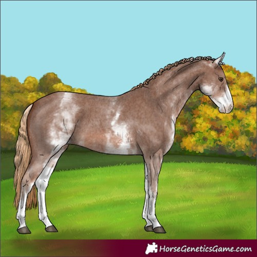 Horse Color:White Spotted Chestnut Sabino