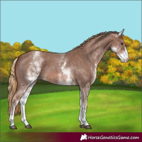 Horse Color:White Spotted Chestnut Sabino