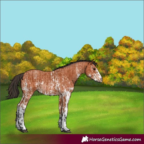 Horse Color:Bay Sabino Rabicano  and Bay Sabino Rabicano 