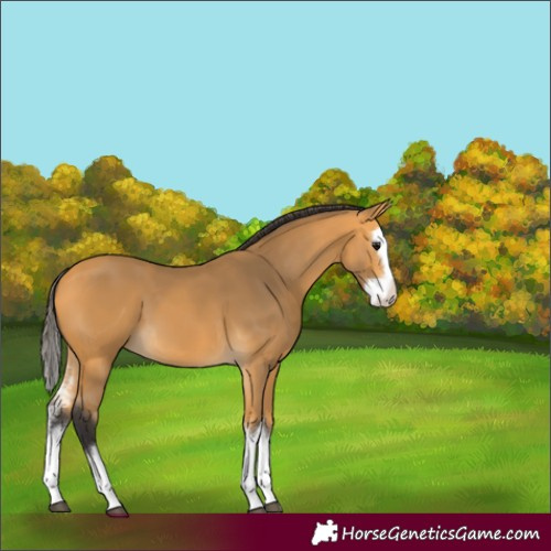 Horse Color:Buckskin Sabino Splash 