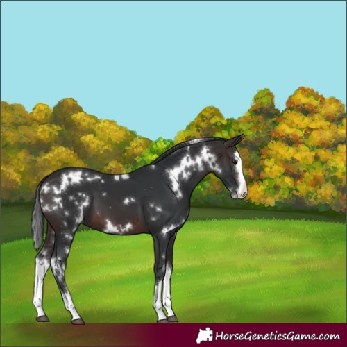 Horse Color:White Spotted Brown Splash 