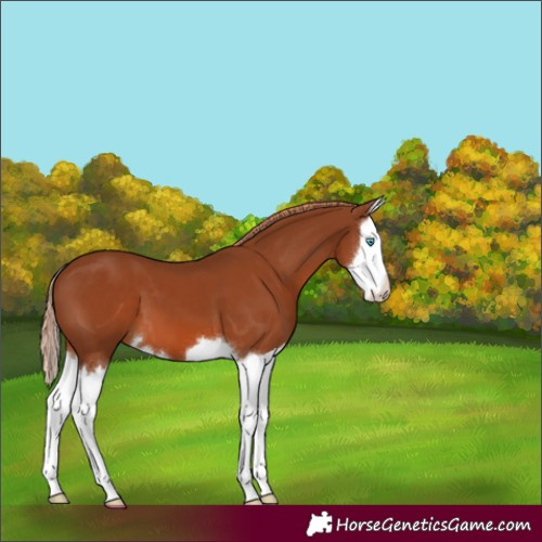 Horse Color:Chestnut Splash 