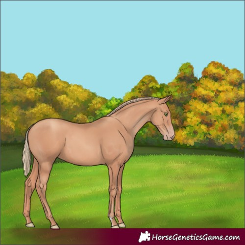 Horse Color:Gold Champagne