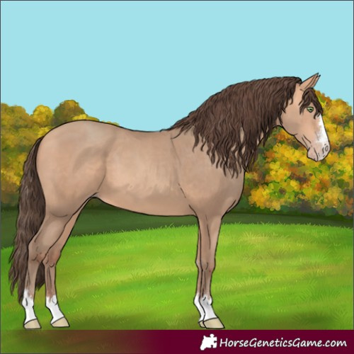 Horse Color:Amber Champagne 