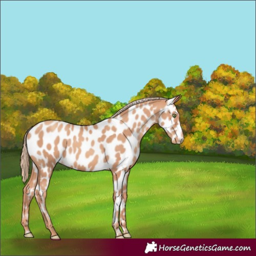 Horse Color:Gold Champagne Appaloosa 