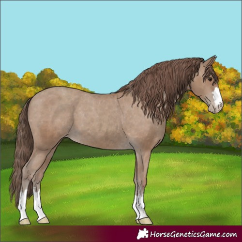 Horse Color:Unknown 