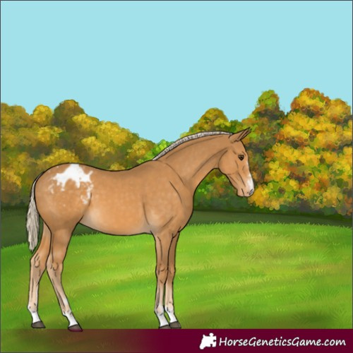 Horse Color:Palomino Appaloosa 