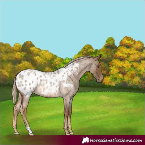 Horse Color:Chocolate Palomino Roan Appaloosa 