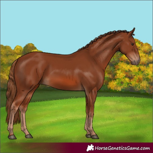 Horse Color:Chestnut 