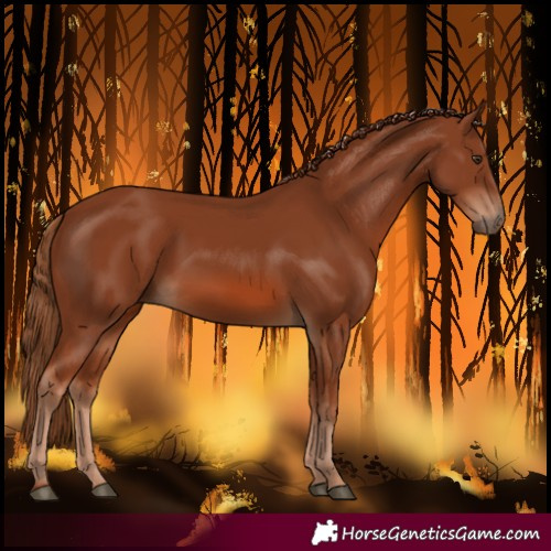 Horse Color:Chestnut 