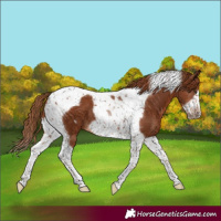 Horse Color:Chestnut Tobiano Frame