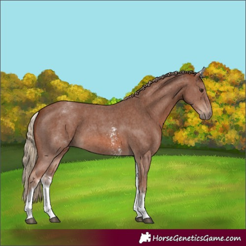 Horse Color:White Spotted Chestnut Sabino