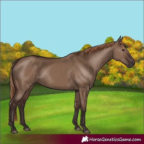 Horse Color:Liver Red Dun Rabicano