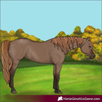 Horse Color:Liver Red Dun Rabicano 
