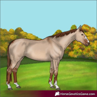 Horse Color:Red Dun Rabicano 