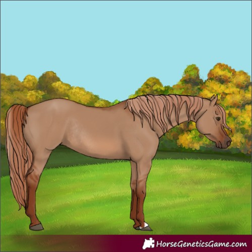 Horse Color:Red Dun Rabicano 