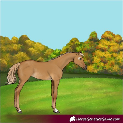 Horse Color:Gray Palomino Dun Rabicano