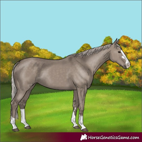Horse Color:Silver Grullo Rabicano
