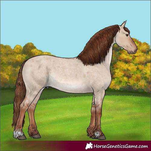 Horse Color:Red Dun Roan