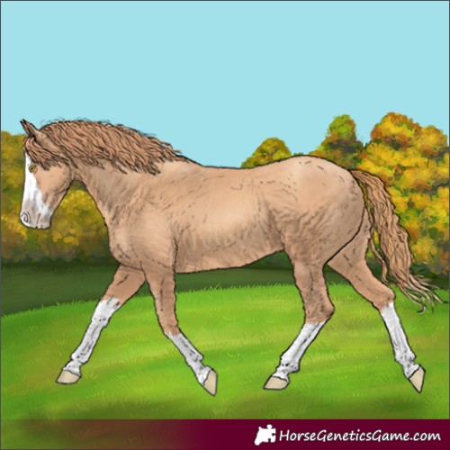 Horse Color:Gold Champagne Splash 