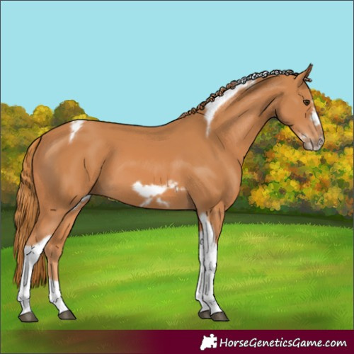 Horse Color:Unknown 