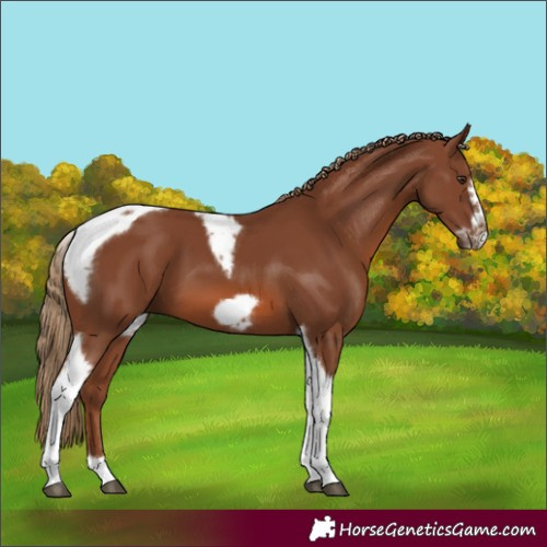 Horse Color:Chestnut Tobiano Frame 