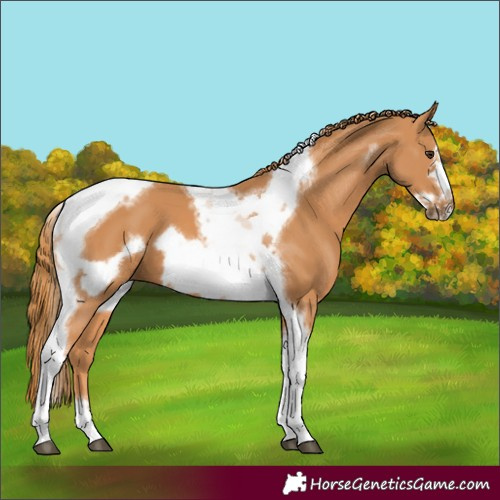 Horse Color:Chestnut Tobiano Frame