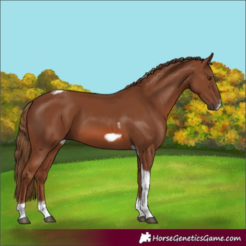 Horse Color:Chestnut Tobiano Frame