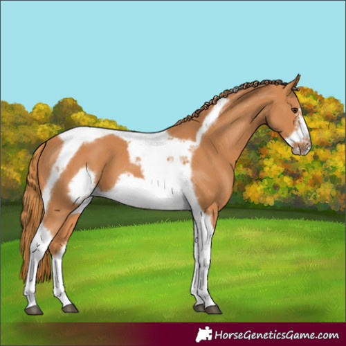Horse Color:Chestnut Tobiano Frame 