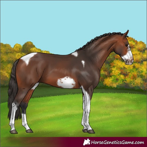 Horse Color:Bay Tobiano Frame 