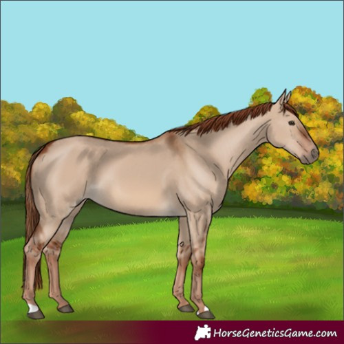 Horse Color:Red Dun 