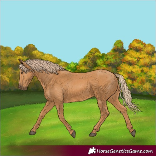 Horse Color:Chestnut Rabicano
