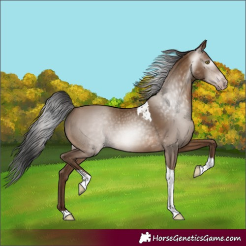 Horse Color:Gray Amber Champagne Tobiano 