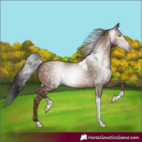 Horse Color:Gray Amber Champagne Tobiano