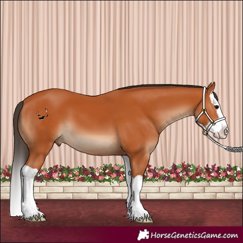 Horse Color:Bay Splash 