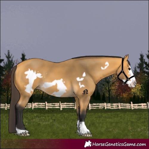 Horse Color:Buckskin Frame 