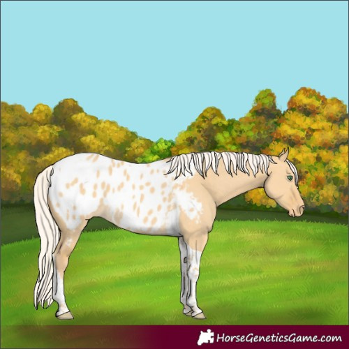 Horse Color:Silver Classic Cream Champagne Dun Tobiano Appaloosa