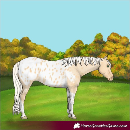 Horse Color:Silver Classic Cream Champagne Dun Tobiano Appaloosa