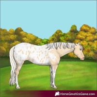 Horse Color:Silver Classic Cream Champagne Dun Tobiano Blanket