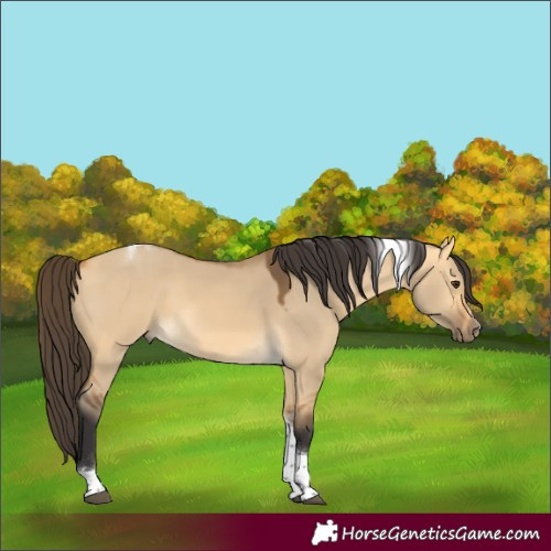 Horse Color:Buckskin Dun Tobiano