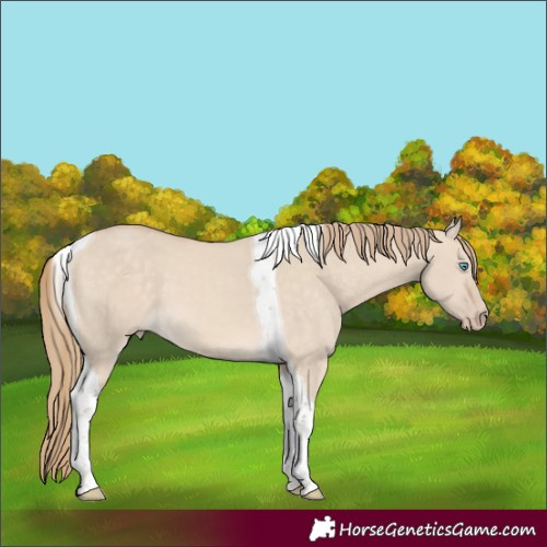 Horse Color:Perlino Dun Tobiano 
