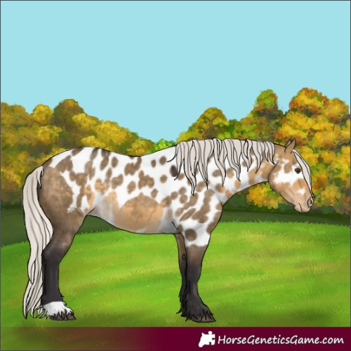 Horse Color:Silver Buckskin Dun Skewed Appaloosa Rabicano 