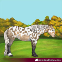 Horse Color:Silver Buckskin Dun Skewed Appaloosa Rabicano