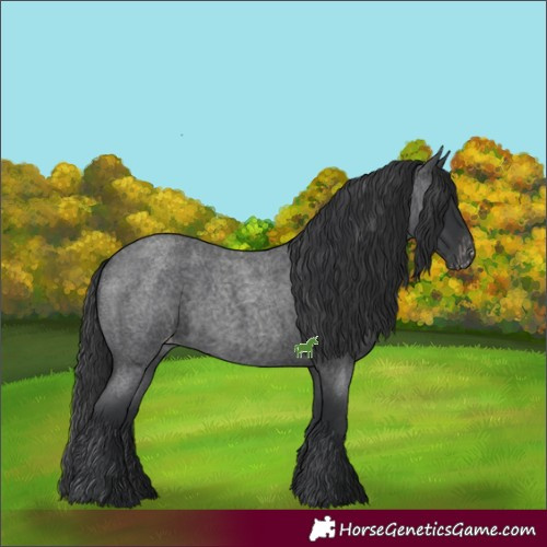 Horse Color:Blue Roan Appaloosa 