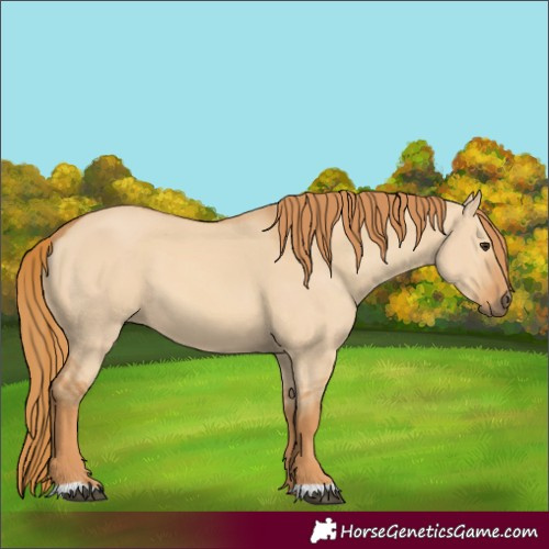 Horse Color:Red Dun 