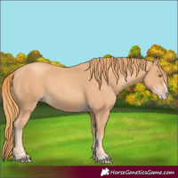 Horse Color:Gold Champagne 