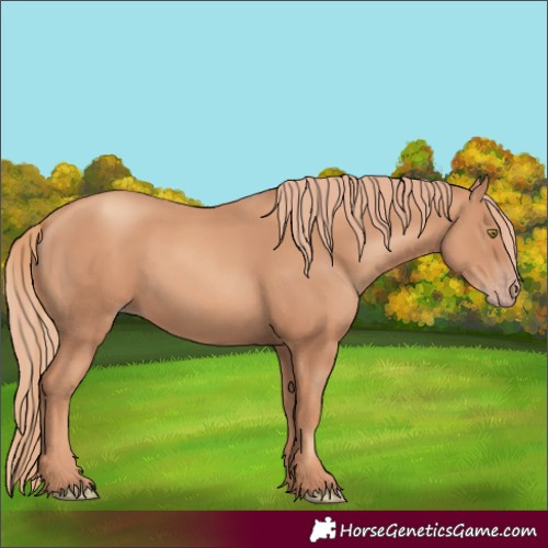 Horse Color:Gold Champagne 