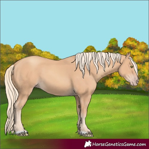 Horse Color:Gold Champagne 